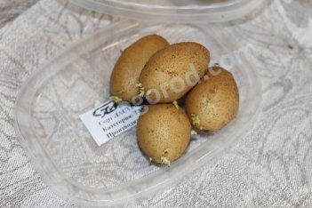 Мини-клубни La Strada картофель семенной