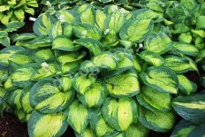 Хоста Парадигма Hosta Paradigm