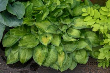 Хоста Парадигма Hosta Paradigm