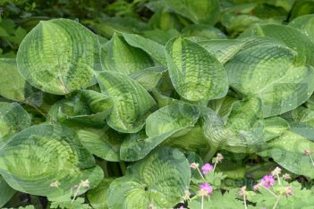 Хоста Парадигма Hosta Paradigm