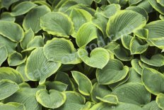 Хоста Самурай Hosta Samurai