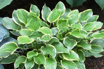 Хоста Со Свит Hosta So Sweet