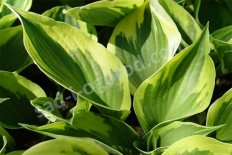 Хоста Твилайт Hosta Twilight