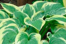 Хоста гибридная Мама Миа Hosta Mama Mia