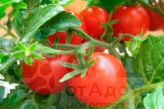 Рассада томатов Таня