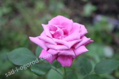 Роза чайно-гибридная Шарль де Голль Rose hybrid tea Charles de Gaulle