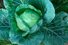 Рассада Капуста белокочанная Июньская