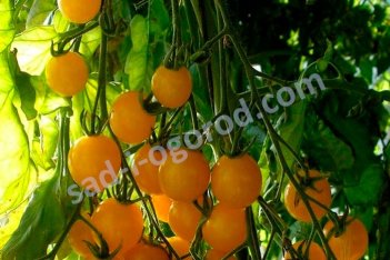 Рассада томатов-черри Златовласка