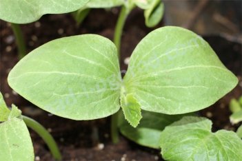 Огурец Маринда F1 рассада