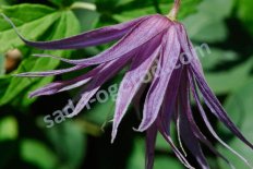 Клематис крупнолепестный Спайки Clematis Spiky