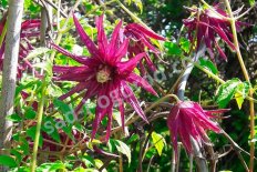 Клематис Октопус Clematis Octopus