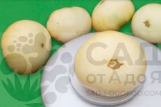 Рассада томатов Большой пломбир Bolshoj Plombir