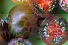 Рассада томатов Черный принц Chernyj Princ