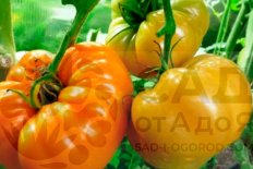 Рассада томатов Оранжевый гигант