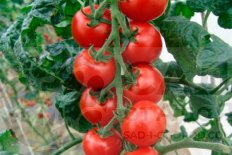Рассада томатов-черри Спенсер