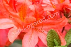 Рододендрон (азалия) Гейша Оранж Rhododendron Geisha Orange