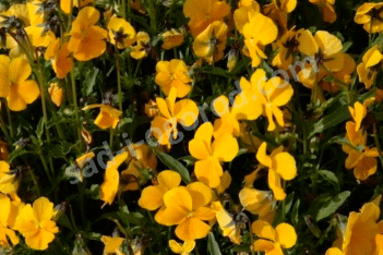 Фиалка рогатая Лютеа Спленденс Viola cornuta Lutea Splendens