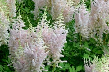 Астильба китайская Милк энд Хани Astilbe chinensis Milk and Honey