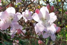 Рододендрон Шлиппенбаха Rhododendron Schlippenbachii