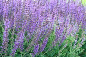 Шалфей дубравный Майнахт Salvia nemorosa Mainacht