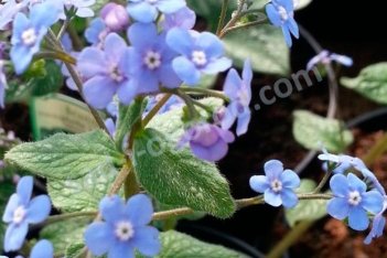 Бруннера крупнолистная Сильвер Вингс Brunnera macrophylla Silver Wings