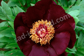 Пион молочноцветковый Шоколадный Солдатик Paeonia lactiflora Chocolate Soldier