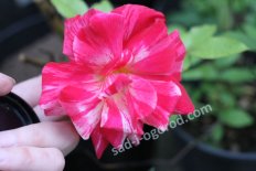 Роза парковая Токадо Rose Tocade