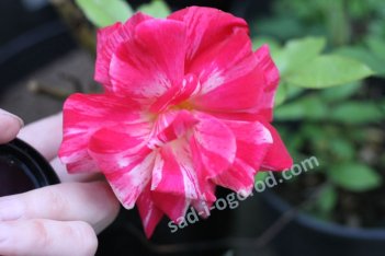 Роза парковая Токадо Rose Tocade