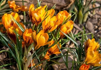 Крокус ботанический Оранж Монарх Crocus botanical Orange Monarch