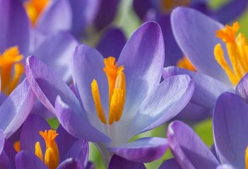 Крокус Томазини Барс Перпл Сrocus Tommasinianus Barr's Purple