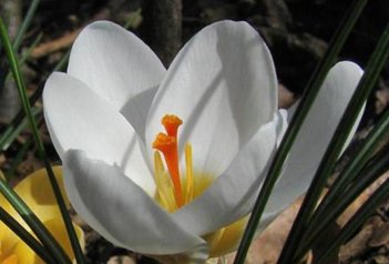 Крокус золотистый Ард Шенк Crocus chrysanthus Ard Schenk