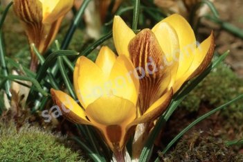 Крокус золотистый Фускотинктус Crocus chrysanthus Fuscotinctus