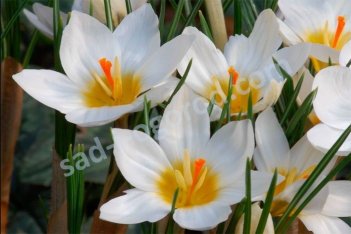 Крокус золотистый Сноубантин Crocus Snowbunting