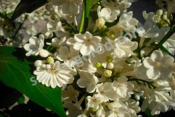 Сирень обыкновенная Рочестер Syringa vulgaris Rochester