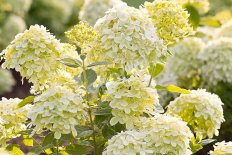 Гортензия метельчатая Литл Пешн Hydrangea paniculata Little Passion