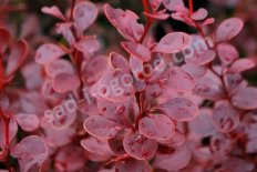 Барбарис Тунберга Ред Пиллар Berberis thunbergii Red Pillar