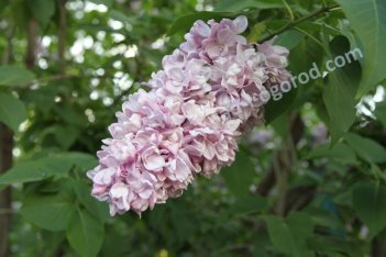 Сирень обыкновенная Великая Победа Syringa vulgaris Velikaya Pobeda