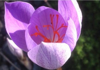 Крокус прекрасный Артабир Crocus speciosus Artabir