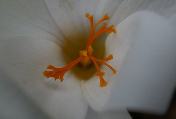 Крокус прекрасный Альбус Crocus speciosus Albus