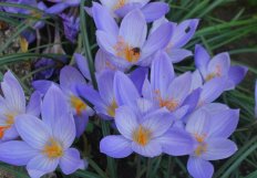 Крокус прекрасный Конкерор Crocus speciosus Conqueror