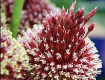 Аллиум Ред Могикан Allium Red Mohican