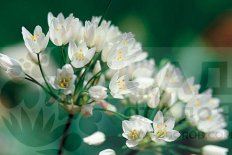 Аллиум неаполитанский Allium neapolitanum