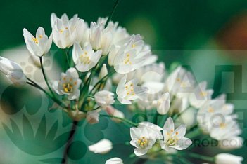 Аллиум неаполитанский Allium neapolitanum