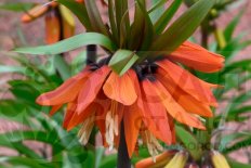 Рябчик императорский Сансет Fritillaria imperialis Sunset