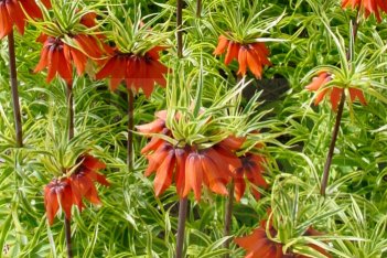Рябчик императорский Ауреомаргината Fritillaria imperialis Aureomarginata