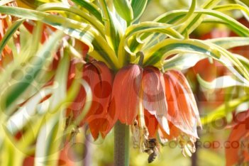 Рябчик императорский  Aureomarginata