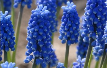 Мускари Оше Блю Мэджик Muscari aucheri Blue Magic