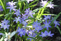 Хионодокса люцилии Chionodoxa luciliae