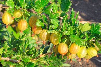 Крыжовник Янтарный