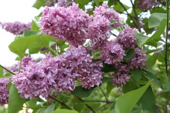 Сирень обыкновенная Огни Донбасса Syringa vulgaris Ogni Donbassa